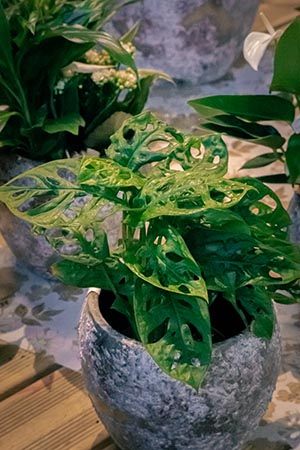 Plantes d'intérieur - dans différentes compos et présentations